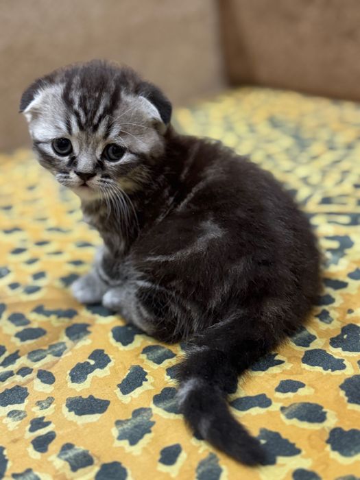 Красиві кошенята