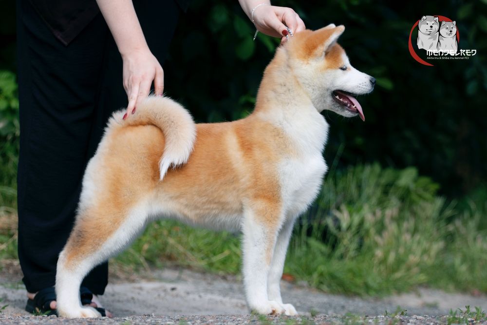 Мрієте про акіту ? Найкращі тут