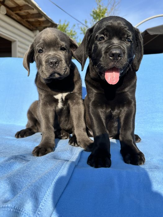 Голубой бриллиант Cane Corso — крупный щенок 2 мес