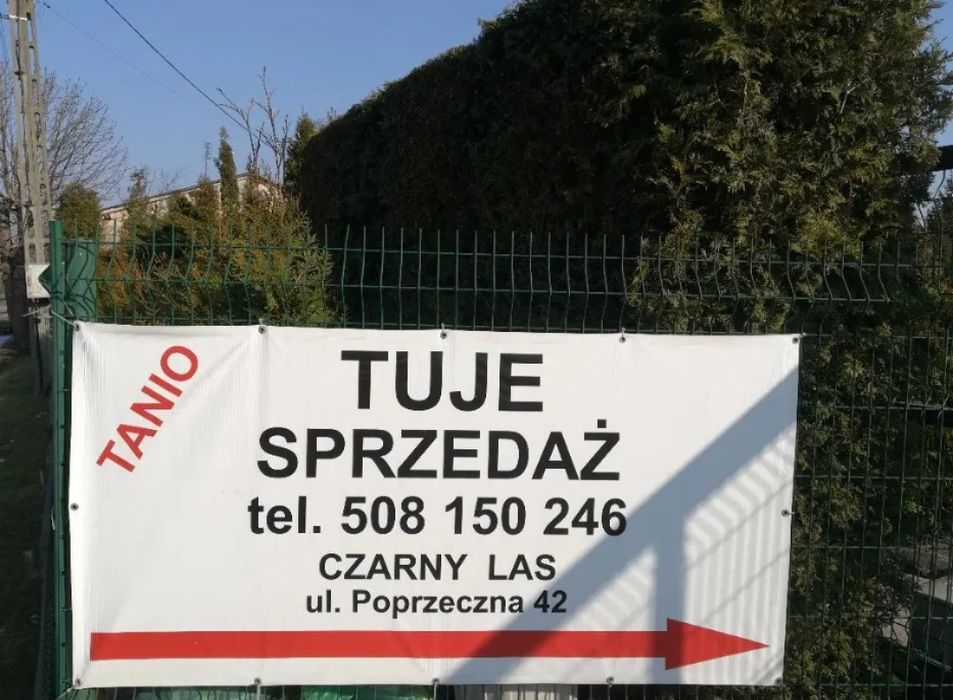 SZMARAGD tuje WYSOKIE 250 cm drzewo zielone szerokie 80 cm - 130 zł.