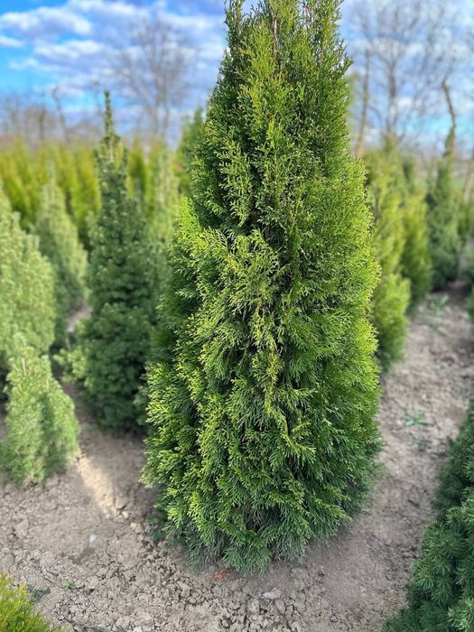 Туя смарагд насадження