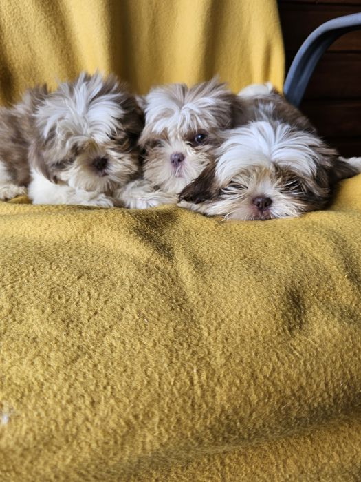 Szczeniaki shih tzu