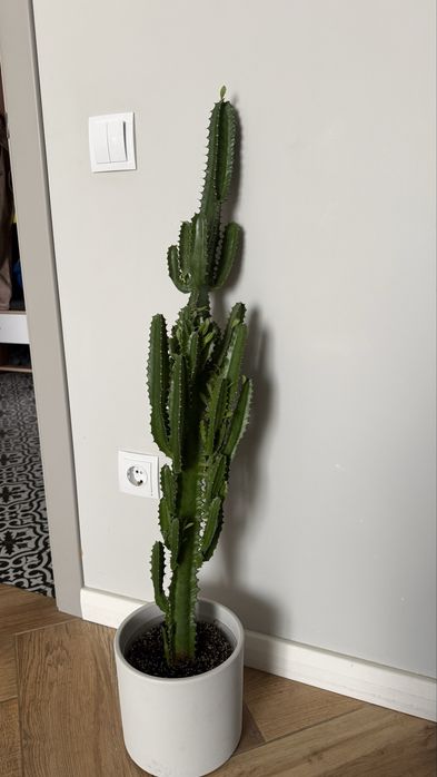 Кактус «Молочай» 1м.