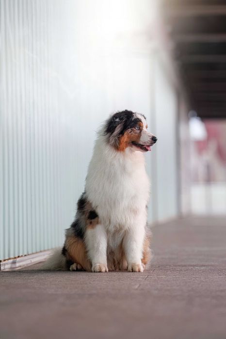 Owczarek australijski typ amerykański