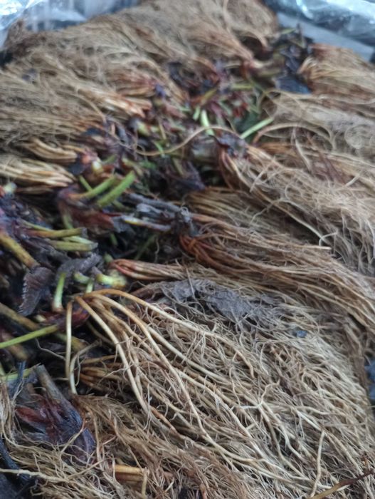 Sadzonki truskawek typu frigo