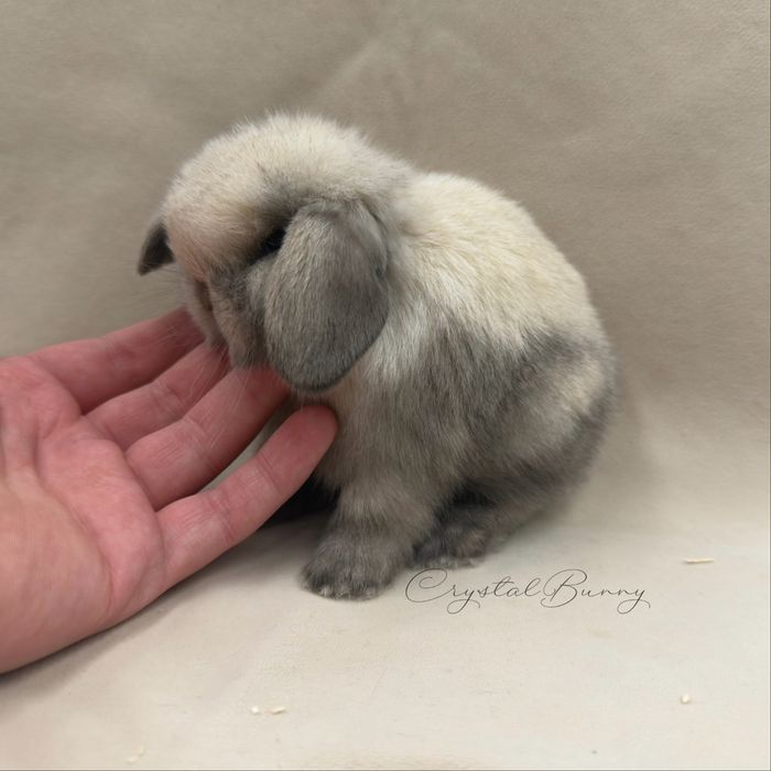 Królik Mini Lop TOP