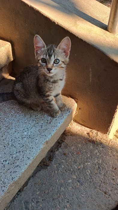 3 котика, всі хлопчики
