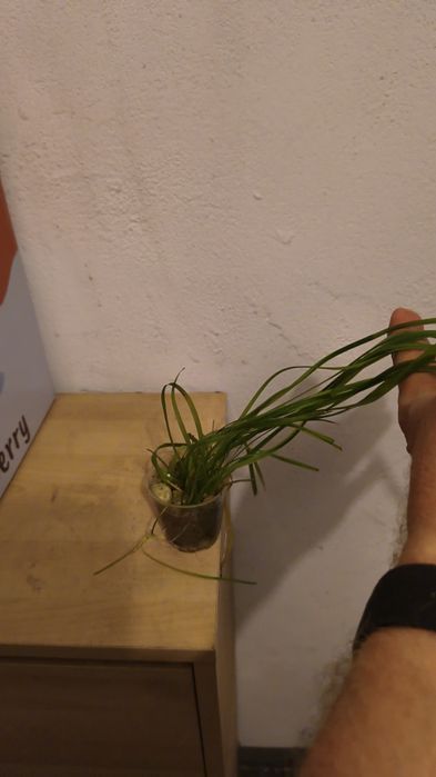 Roślinki akwariowe ,,Nurzaniec''