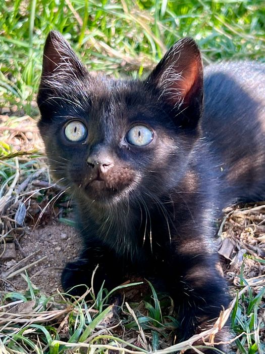 Gatinhos para Adoção Gratuita – 8 Semanas