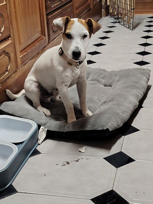 Jack Russell fofinho