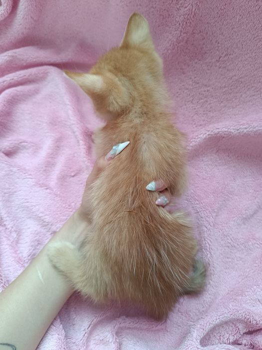 Віддам котяток даром