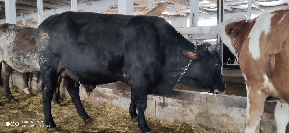 Продам молодого бичка