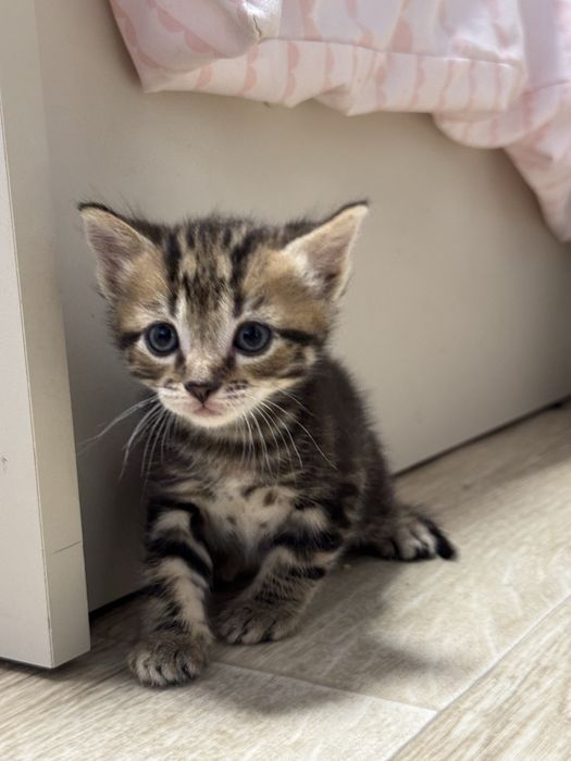 Котятки ищут дом