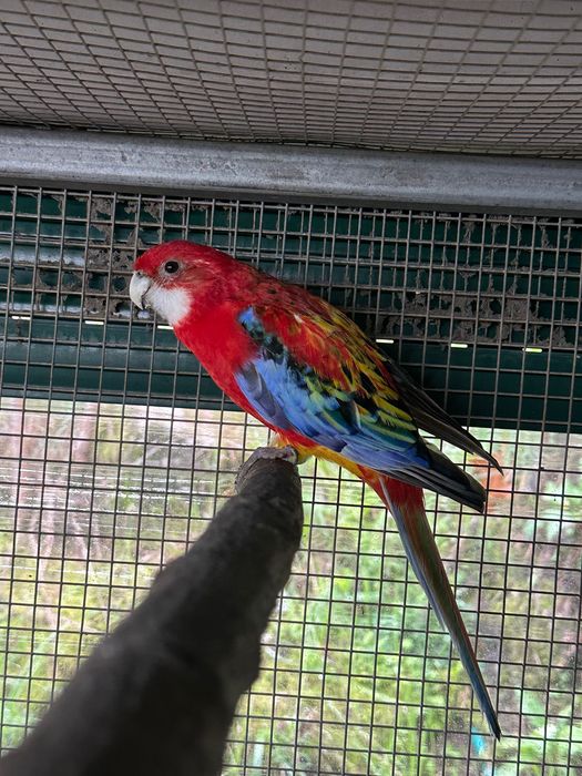 Aves casal de roselas