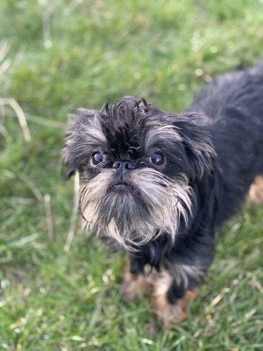 Бельгійський гриффон