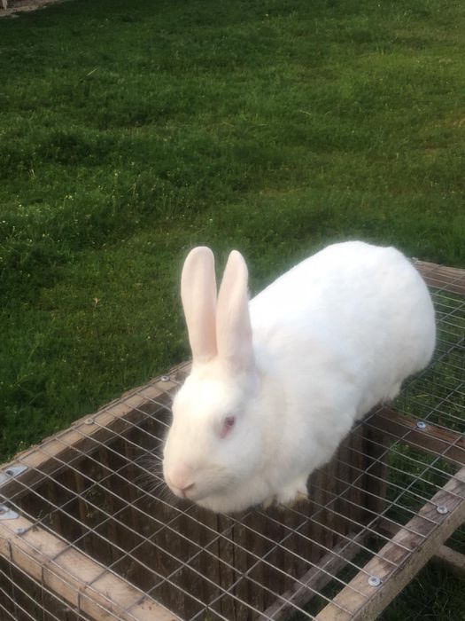 Кролі термон