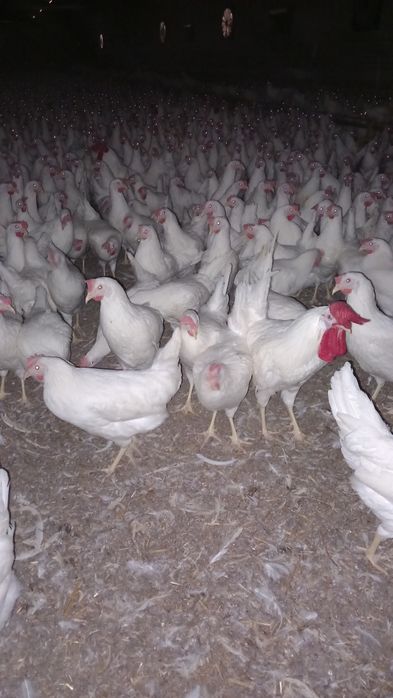 Leghorn Najlepsze Nioski 24 tygodnie!