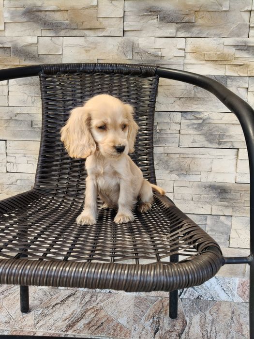 Cocker spaniel angielski pies