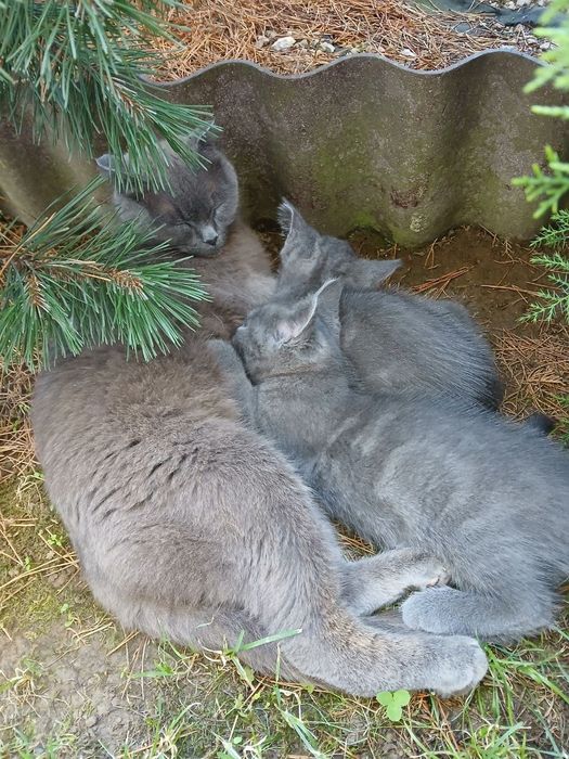 Британські кошенята