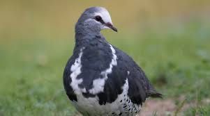 Casal loris rubritorquis 2025