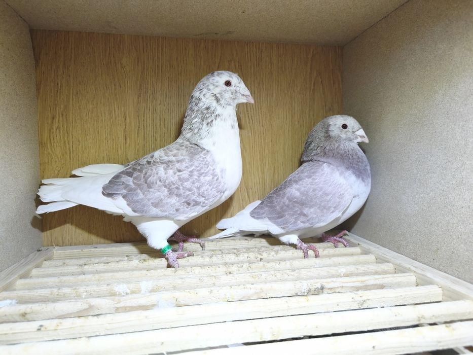 Gołębie standard standardy młode