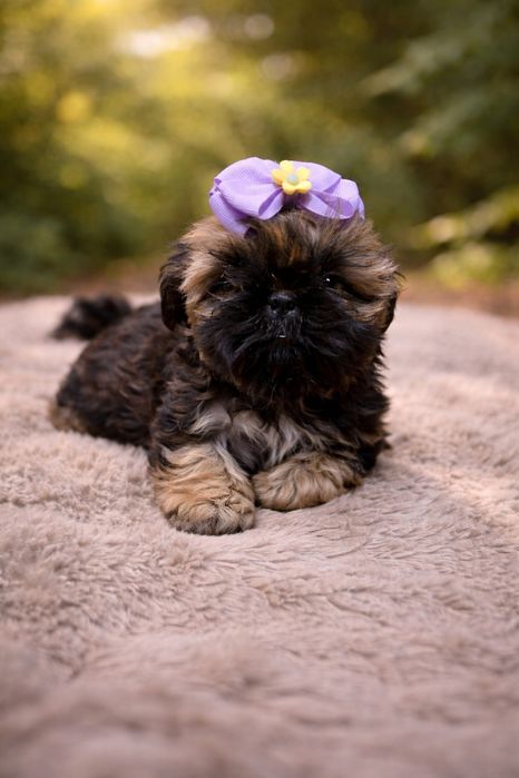 Piękna suczka Shih tzu gen czekolada