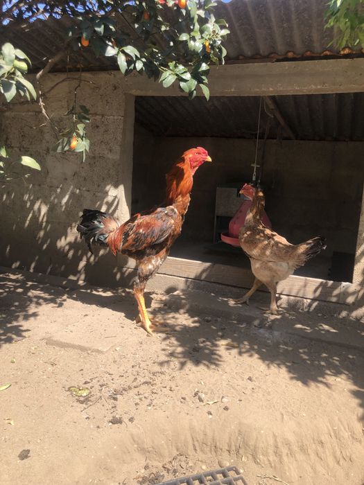 Ovos e pintos de indios gigante