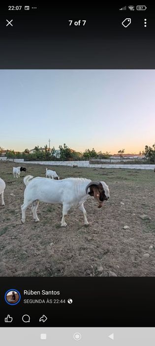 Cabritos Boer com pedigree