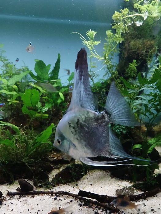 Escalar green smoke pinoy adulto ( Machos)