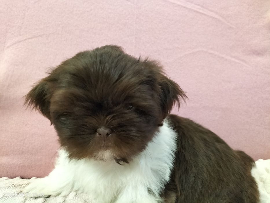 Piesek Shih tzu Rezerwacja