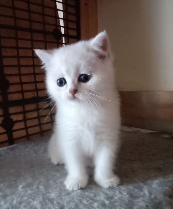 British Shorthair   chinchila