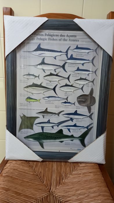 Quadros raros com vida marítima dos Açores