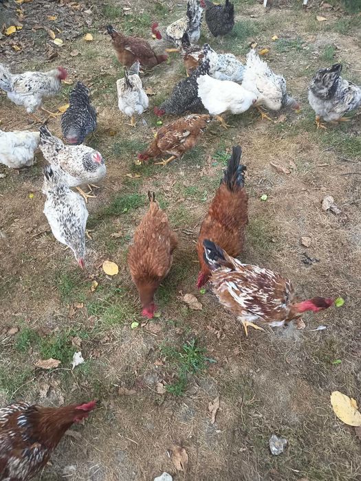продам молодих курей