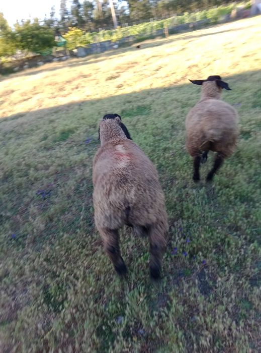 Vendo Borregos e borregas suffolk