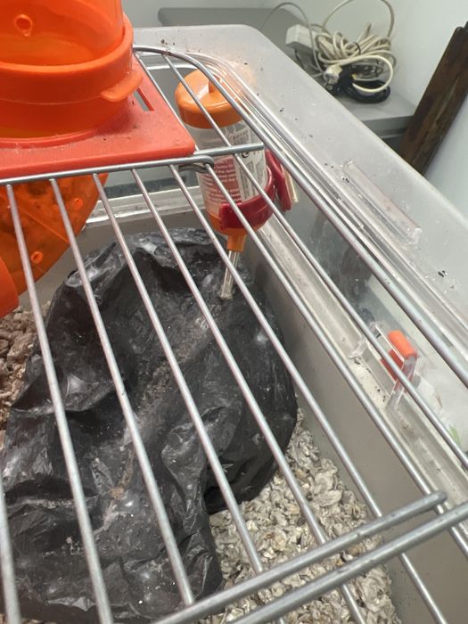 Gaiola para amsteres