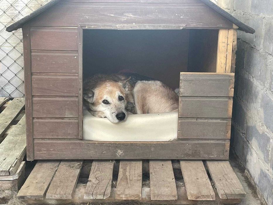 Zeus czeka na kochający dom