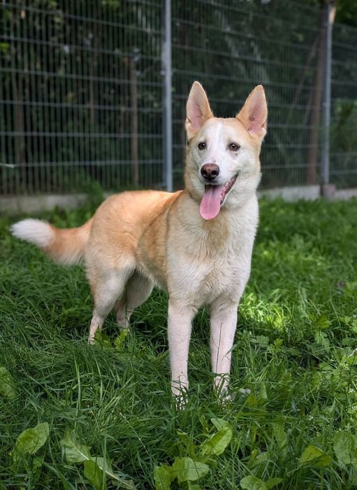 Mądry psiak Celion szuka swojej rodziny! Północniak do adopcji