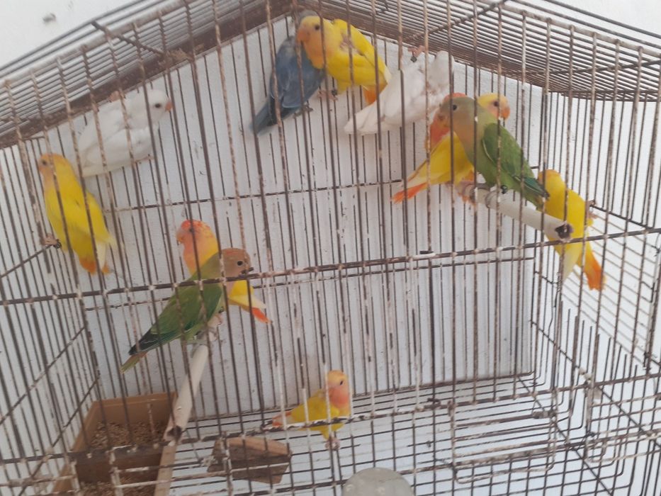 Agapornis novos deste ano 2026 com certificado de sexagem