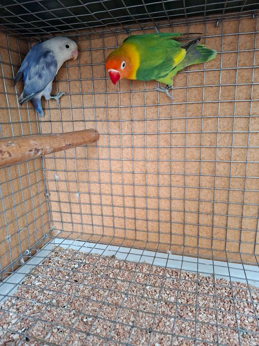 Lindo Casal de Agapornis Fischeris 2026