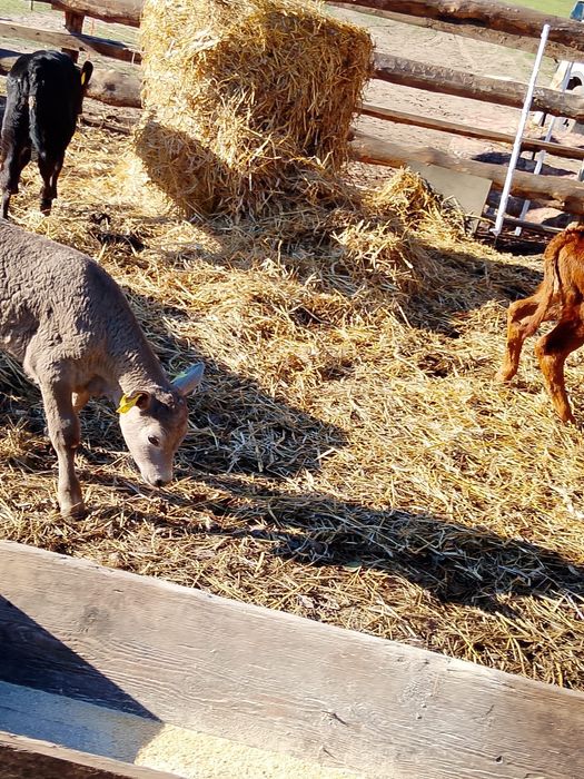 Sprzedam cielaki Odolanów