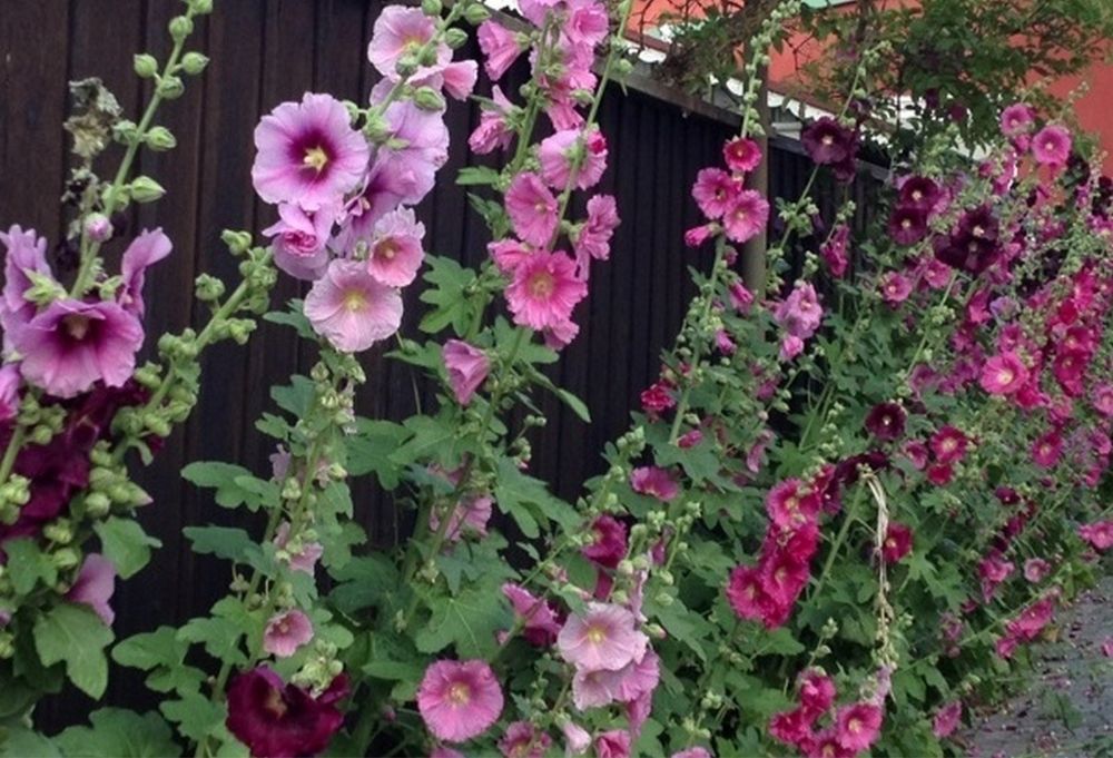 Насіння Мальви (мікс)