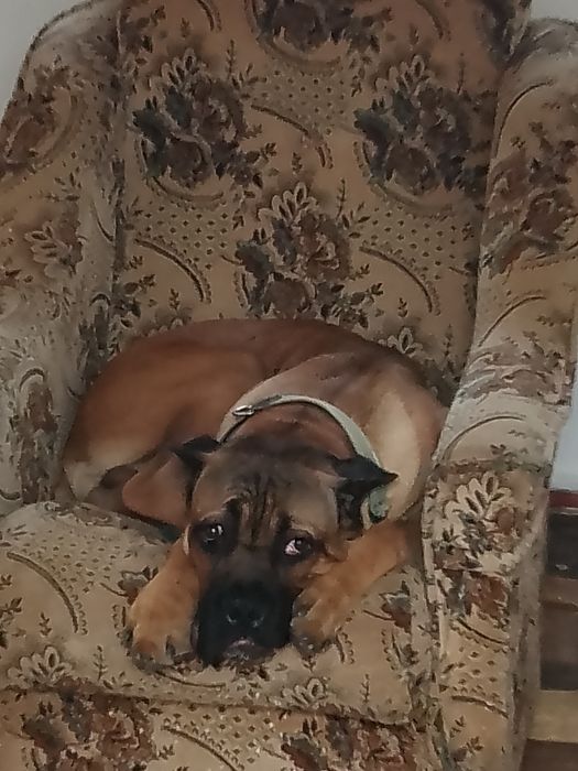 Перетримка Тварин  Готель для тварин Сан Голден