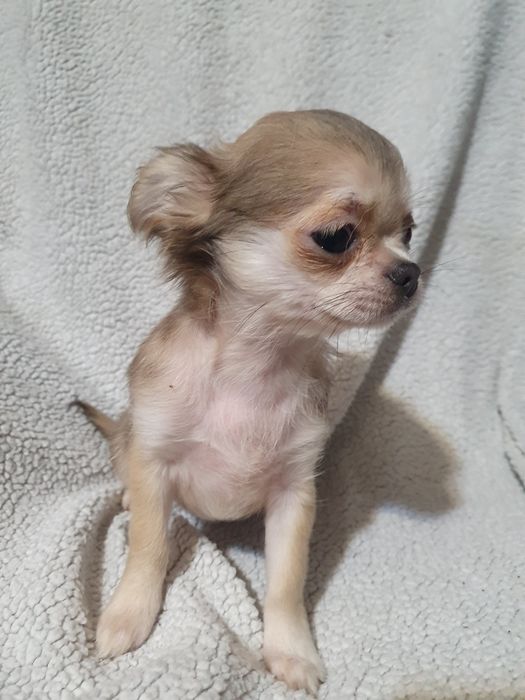 Длинношерстная девочка чихуахуа