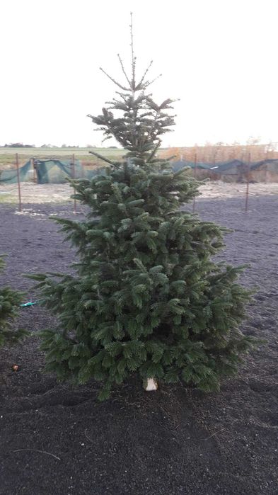 Choinki z Danii oferta hurtowa