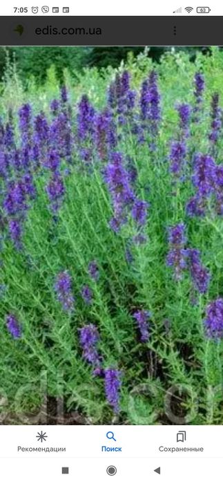 многолетники, материнка,тысячелистник,пижма,мята,мелиса,исоп,зверобой,