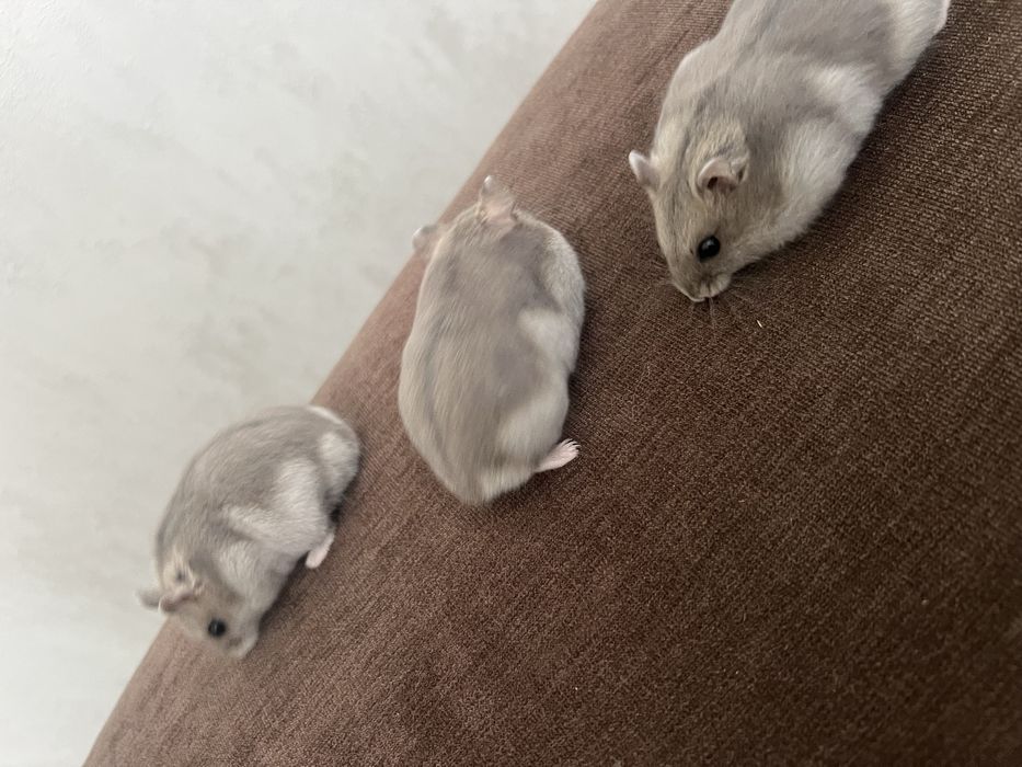 Продаю Джунгарських хомячків.