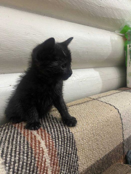 Чорний котик безкоштовно