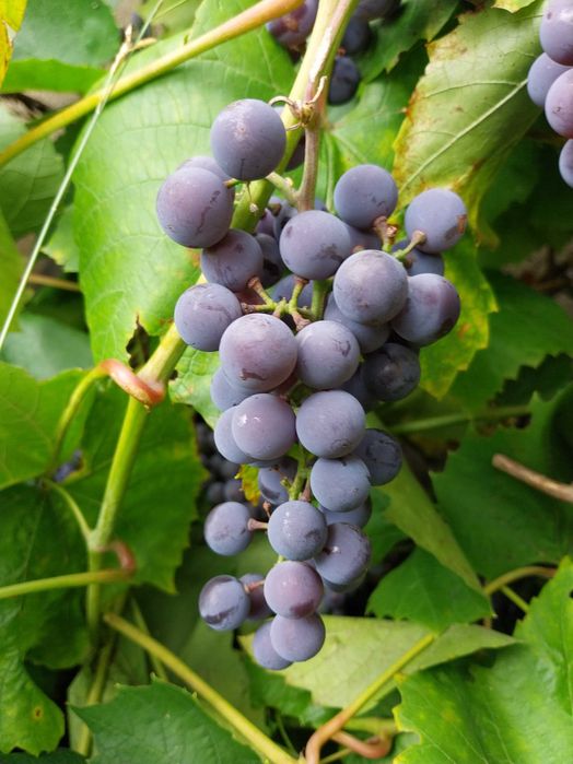 Winogrono ciemne 5kg