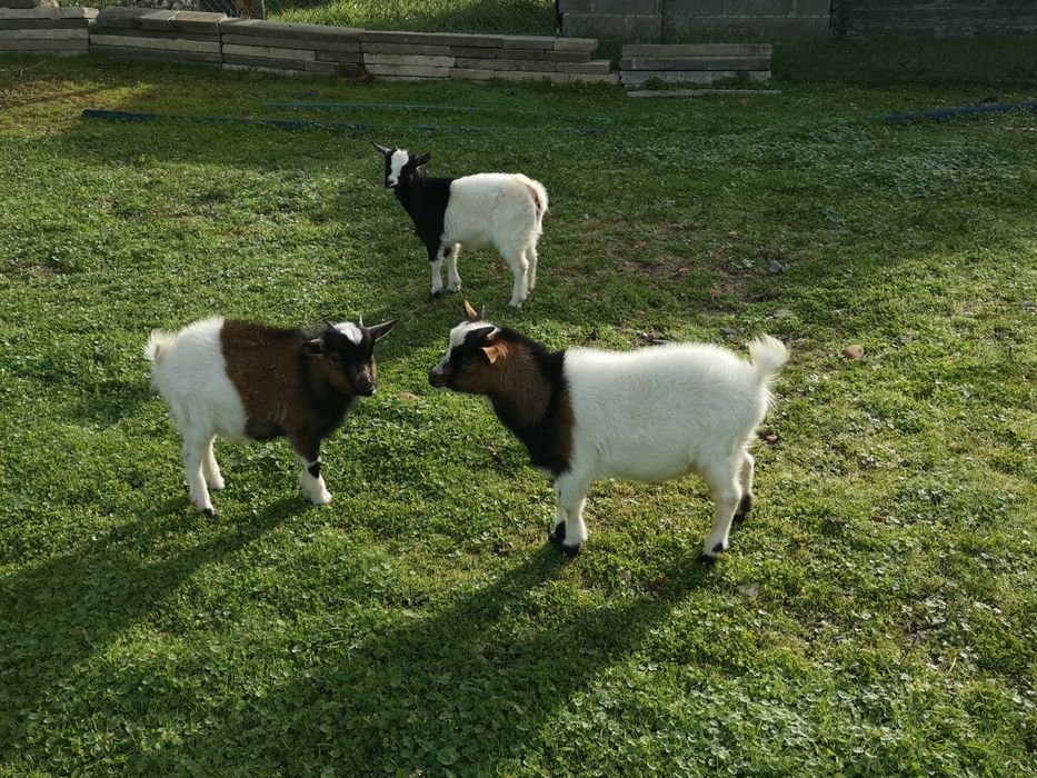 Cabritos e cabras anãs nascidos em Agosto