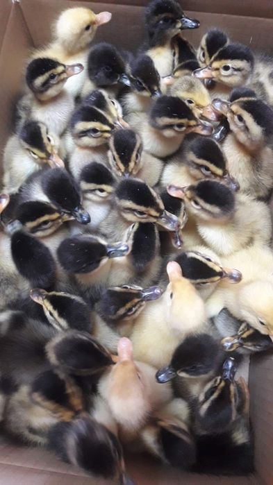 Kaczki staropolskie  okazja jaja lęgowe zielononóżki
